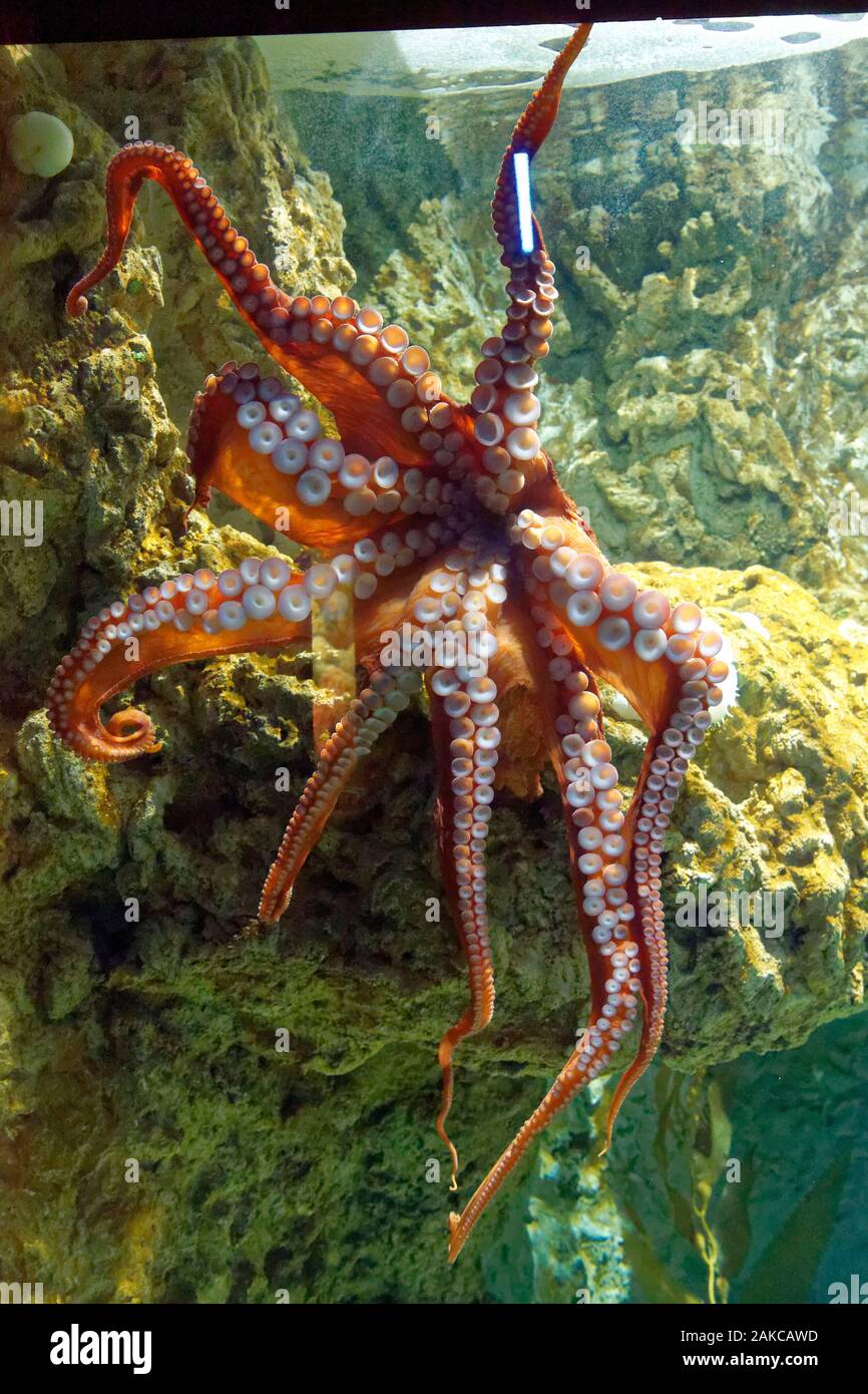 Grosster Oktopus Stockfotos Und Bilder Kaufen Alamy