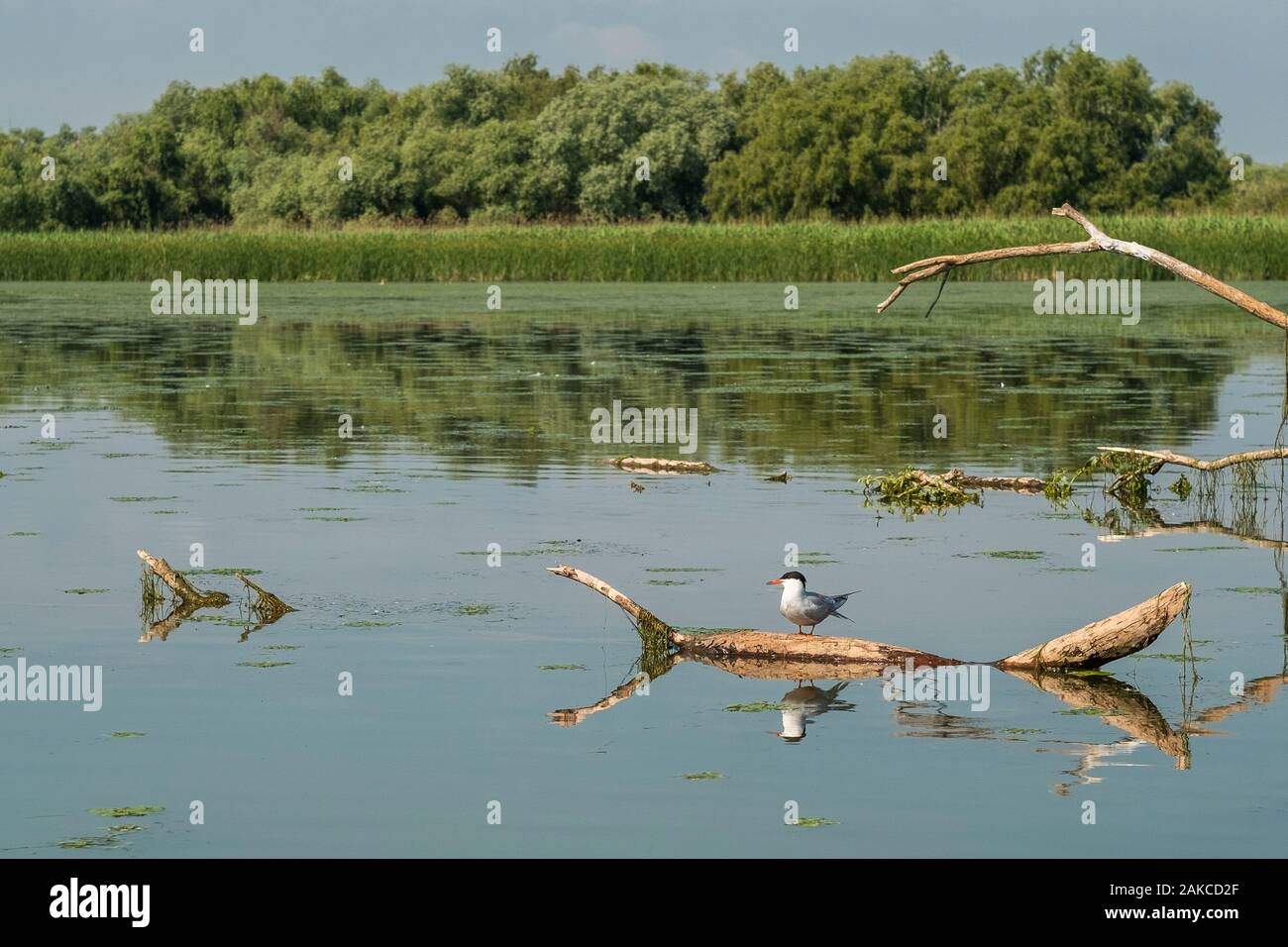 Rumänien, Mahmudia, Donaudelta Stockfoto