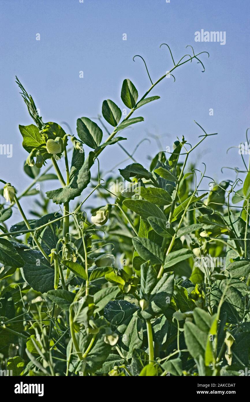 Futtererbsen (Pisum sativum). In landwirtschaftlicher Anbau Ingham Norfolk. Juli. Für Canning und das Frieren für den menschlichen und tierischen Verzehr angebaut. Stockfoto