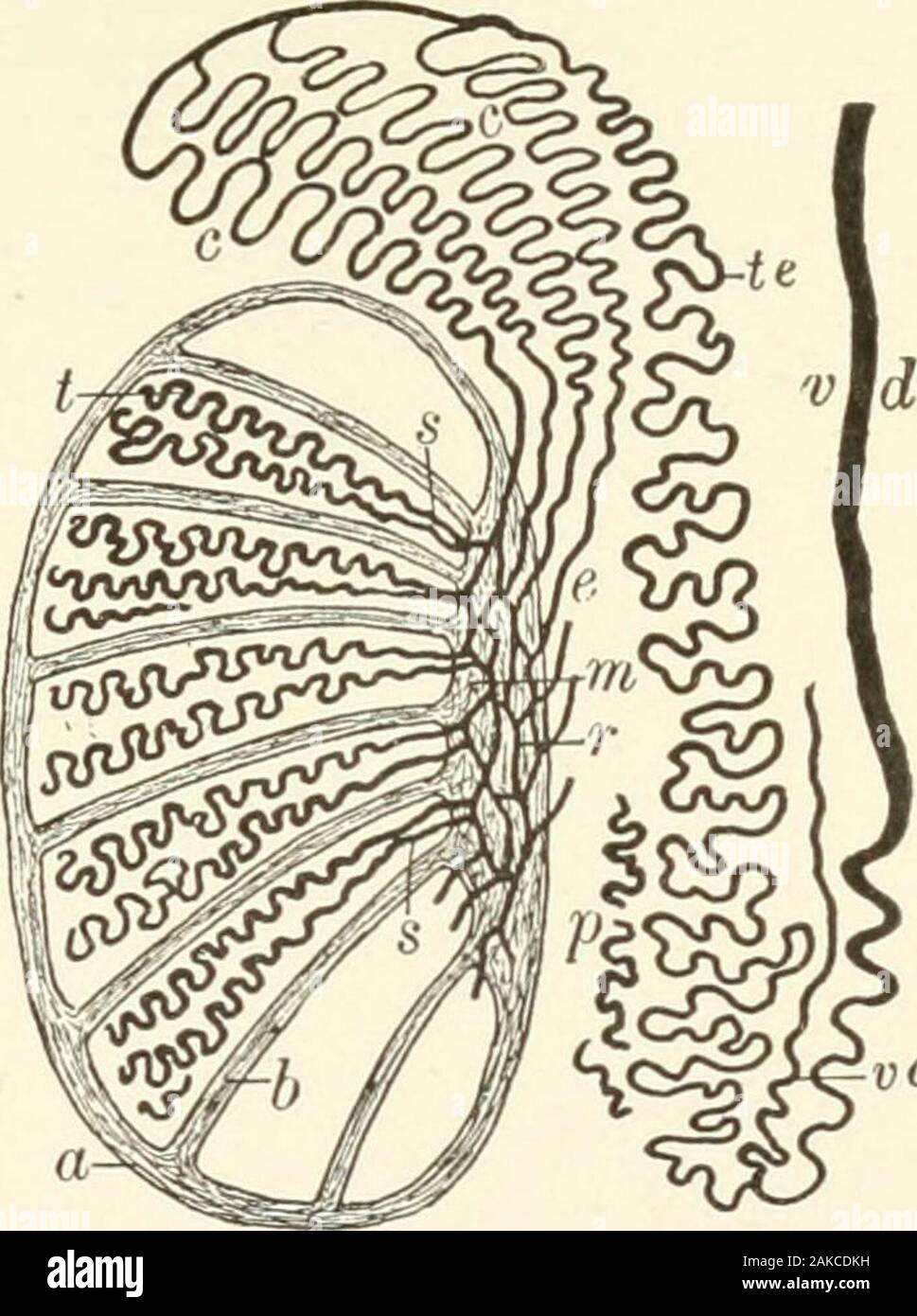 Lehrbuch der normalen Histologie: einschließlich der Berücksichtigung der Entwicklung der Gewebe und der Organe. stinum stoutfibrous Septen Strahlen auf die Pe-riphery, also die Aufteilung des organinto eine Reihe von unregelmässigen pyram - Idal Fächer oder Läppchen, in der die Tubuli seminiferi tubulesare enthalten. Die Tunica albu - ginea besteht aus einem dichten fibrousfelt - Arbeiten von flaschenbündeln nbro - elastictissue; der Verlierer, die inneren Schichten Sup-port zahlreiche Blutgefäße, Con-stituting die Tunica vasculosa. Die Außenfläche der albuginea, durch den größeren Teil der itsextent, wird durch die viscerallayer der Tunica va abgedeckt Stockfoto