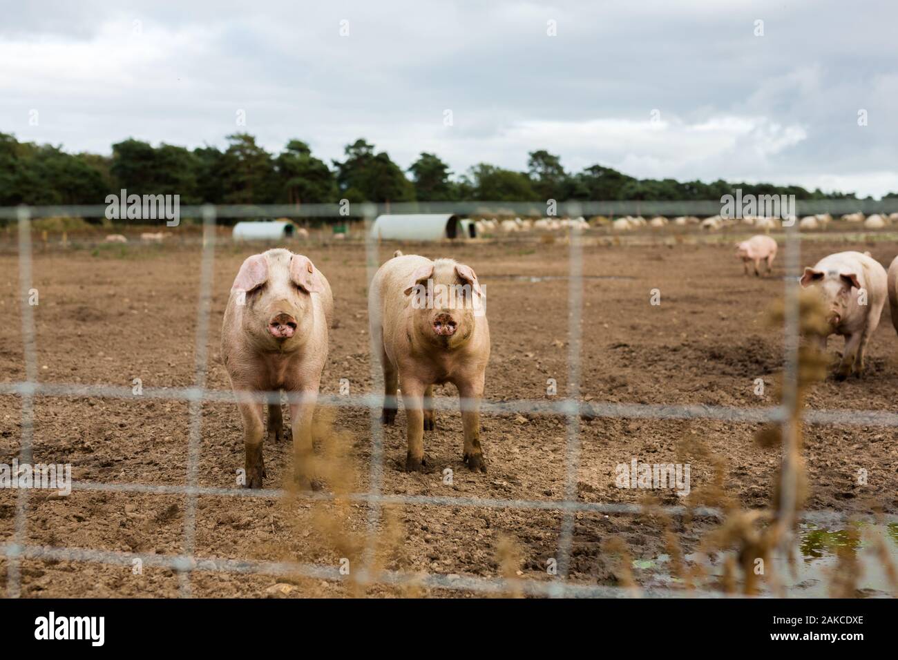 Eine kleine Gruppe erwachsener Weide aufgezogen Suffolk Schweine Stockfoto