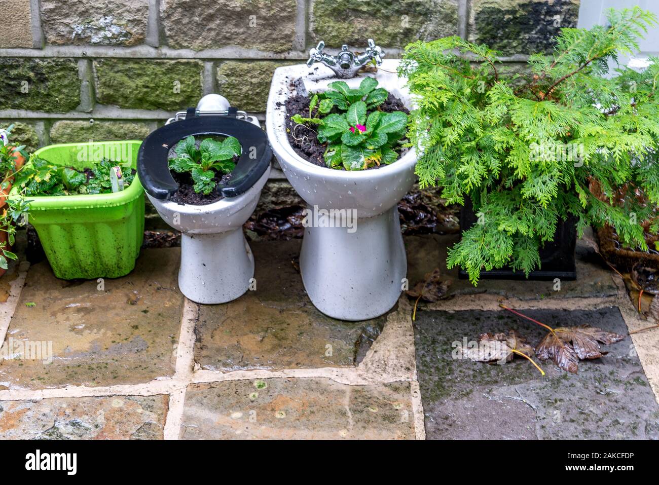 Beetpflanzen Anzeige in einem Wc Stockfoto