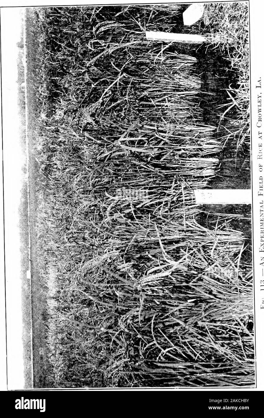 Südliche Feldfrüchte (exklusiv von Futterpflanzen). ts durch Pumpen, die Quelle ist eitheradjacent Bayous und Flüssen oder einen unterirdischen, im Südwesten von Louisiana in keine große Tiefe gefunden. In dieneue Arkansas Reis, Wasser ist fromIjored Brunnen gesichert. In Südcarolina, Bewässerung ist accomplishedby zuzugeben das Wasser der Flüsse, wenn die frischen wateris durch die Flut angehoben, während die Entwässerung von Reis fieldsis in Zeiten der Ebbe erreicht. Nach einem supph Wasser broughtto proAided wurde und den höchsten Teil der Felder durch ein System von Kanälen, lowlevees muss Const. Stockfoto