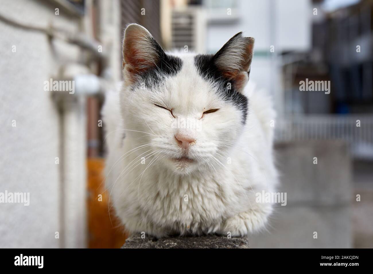 Heimatlose Katze sitzt an einer Wand Stockfoto
