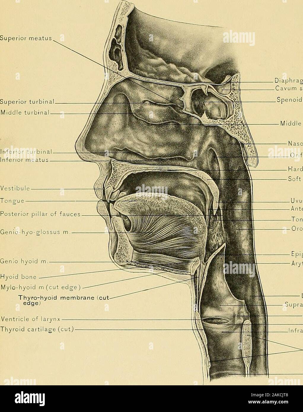Chirurgische Anatomie Eine Abhandlung über die menschliche Anatomie in