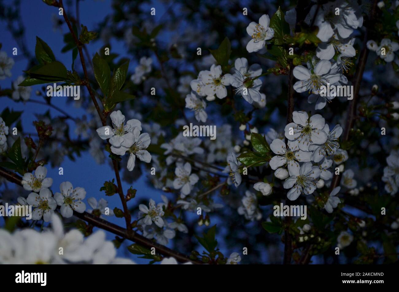 Zweigniederlassungen von Kirschblüten mit weißen Blumen gegen den Abend blauer Himmel. Stockfoto