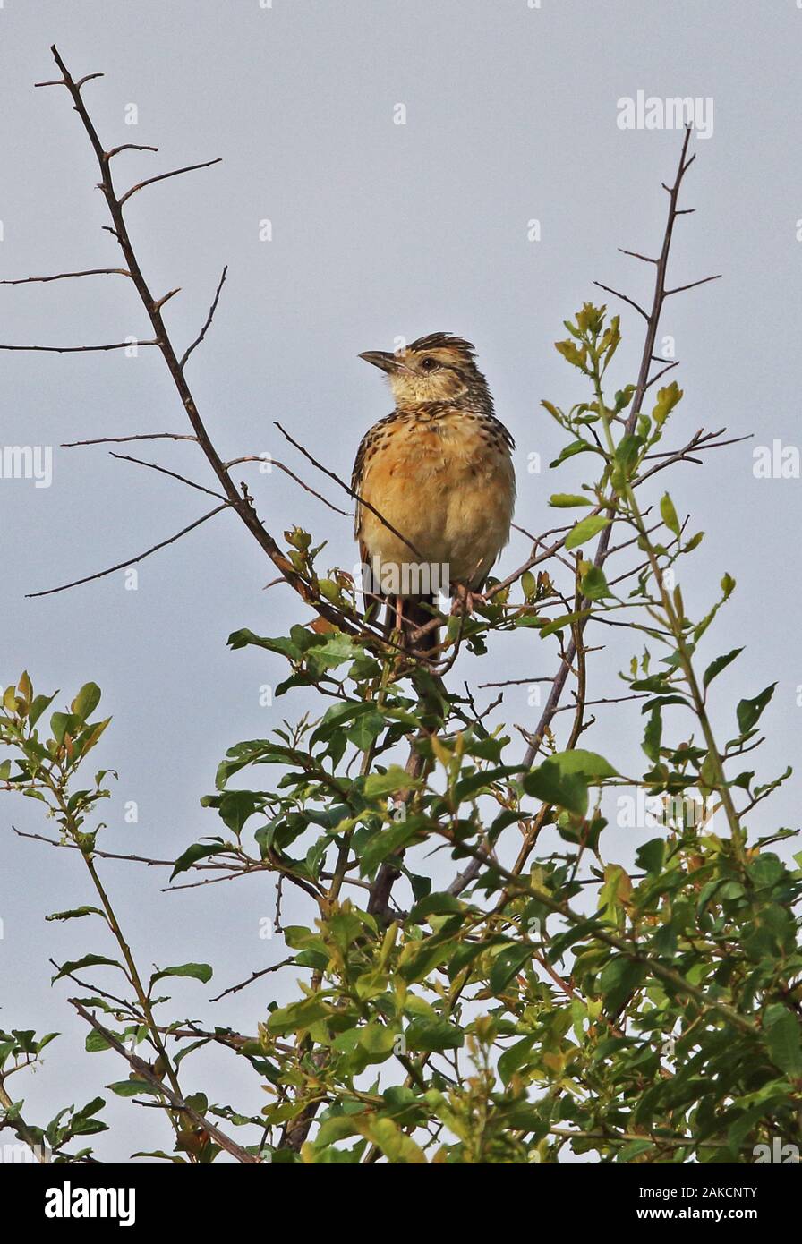 Rufous-naped Lerche (Mirafra africana ruwenzoria) Nach oben auf Bush Lake-Mburo-Nationalpark, Uganda November gehockt Stockfoto