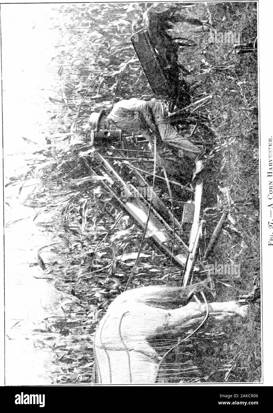Südliche Feldfrüchte (exklusiv von Futterpflanzen). Tag. Wenn ein cliargc Für das Team vorgenommen wird, die Kosten der cuttingand schockierend und Garn wird oft al) eciual der Costof schneiden bjr Hand und schockierend. Aber die Maschine per-mits prompte Arbeit und spart die menschliche Arbeitskraft. AVherethe Höhe des Mais zu groß ist oder die Zeilen kurz, preferal handcutting ist) Le. Die Bündel aus der Maschine müssen durch iisually liand gestapelt werden. Einige Bindemittel haben einen Bündel - Durchführung Anhang, der reducesthe Arbeit der schockierend. Auf jeden Fall ist es einfacher und mehr Zufriedenheit tory Schock bündelt als sliock uuliound I- oder Stockfoto