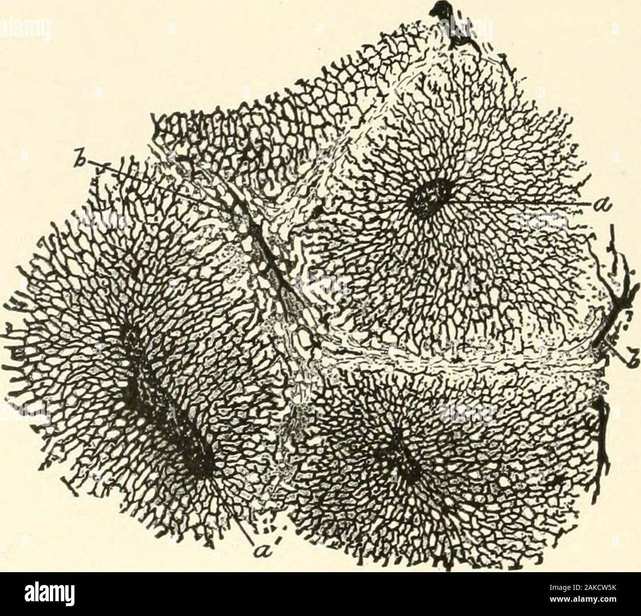 Lehrbuch der normalen Histologie: einschließlich der Berücksichtigung der Entwicklung der Gewebe und der Organe. Diagramm der Struktur der Leber: P. V., das Portal oder interlobular Vene, der bis in die Kapillare net bricht - das workof lobule, H. V., zentrale intralobularvein, einem Zweig der Leber; H.A., er-patic Arterie, die Versorgung mit Nahrung, den terlobular Strukturen und endet in thelobular Kapillare net-Arbeit; B.D., der inter-lobular Galle-Kanal der sich auf die Galle - Kapillaren an der Peripherie des lobule. !^ 8 normale Histologie. Absondernden hepatischen Gewebe, bestehend aus der Leber-Zelle Stockfoto