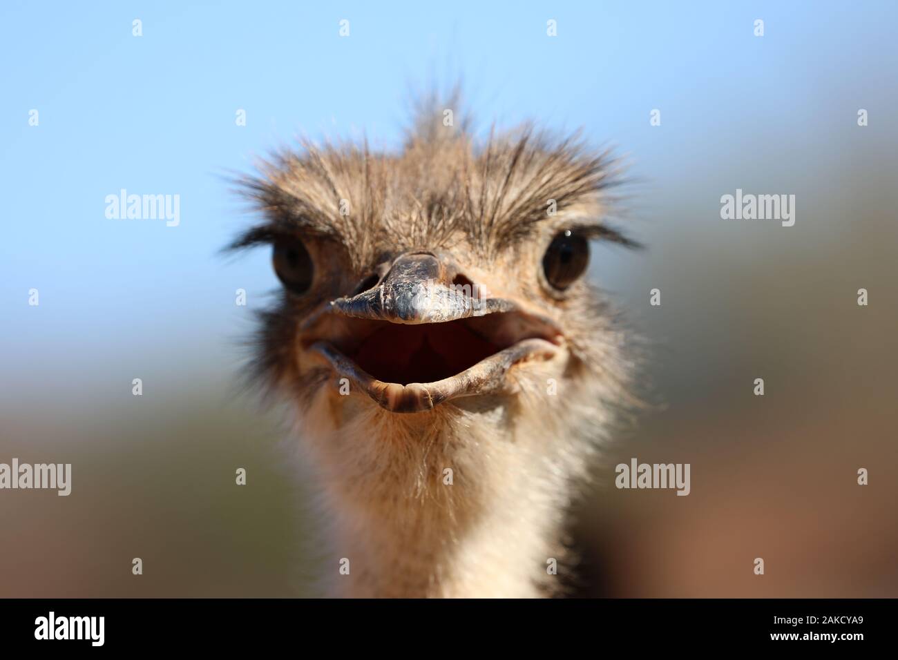 Lustiger Vogel Strauß in Afrika Stockfoto