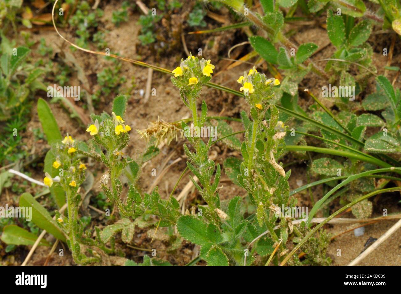 Sand Toadflax,' Linaria Arenaria', Kurz, klebrigen Haaren, gelb blühenden, selten. Gefunden in Sanddünen. Lebensraum Küste. Mai bis September. Braunton. Nort Stockfoto