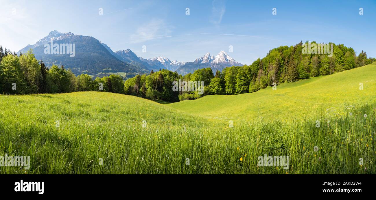 Herrlichem Panoramablick auf idyllischen Hügel Landschaft mit blühenden Wiesen und schneebedeckte alpinen Gipfeln im Hintergrund Stockfoto