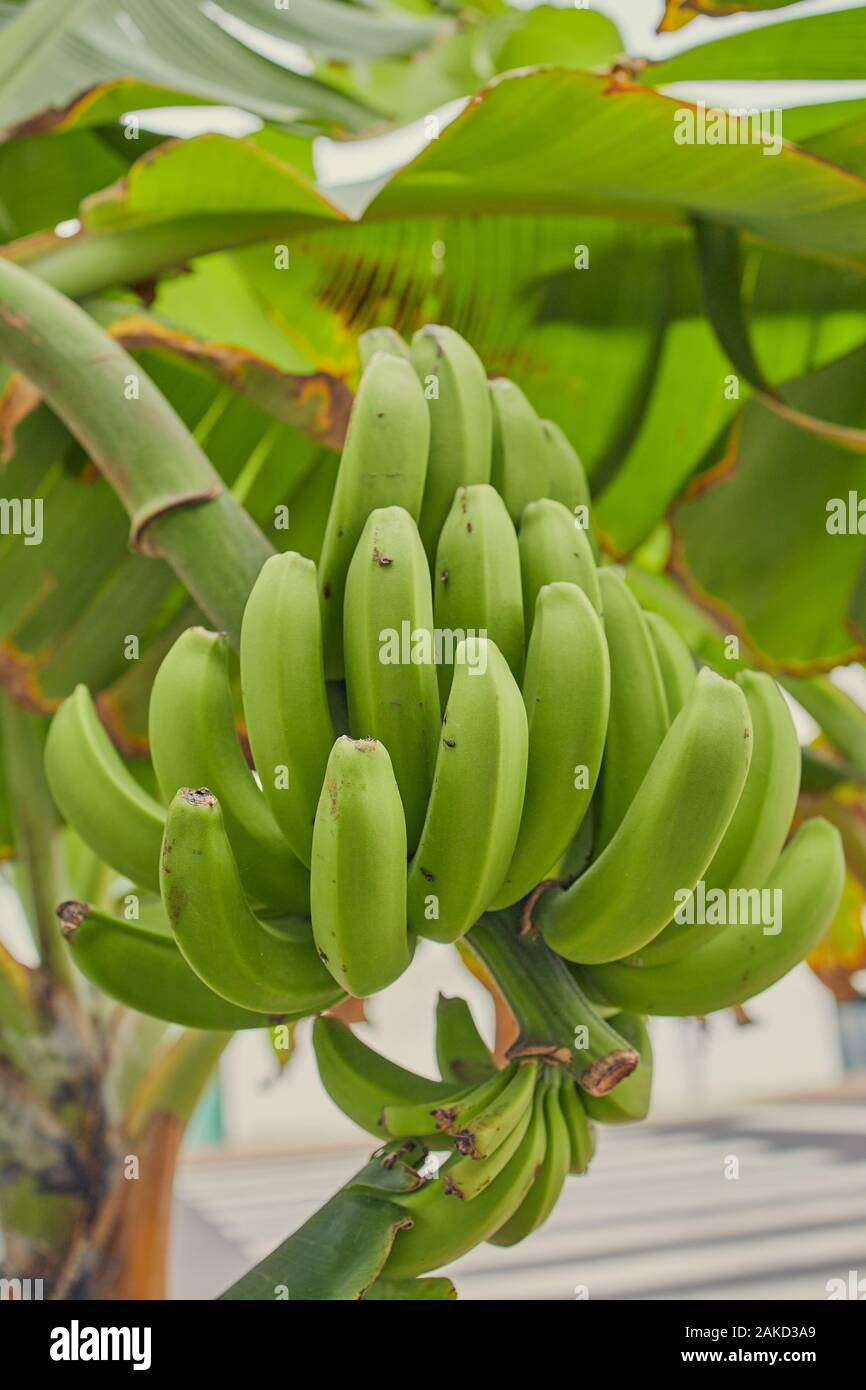 Banane Pflanze mit wachsenden Grüne unreife Bananen auf den Kanarischen Inseln. Stockfoto