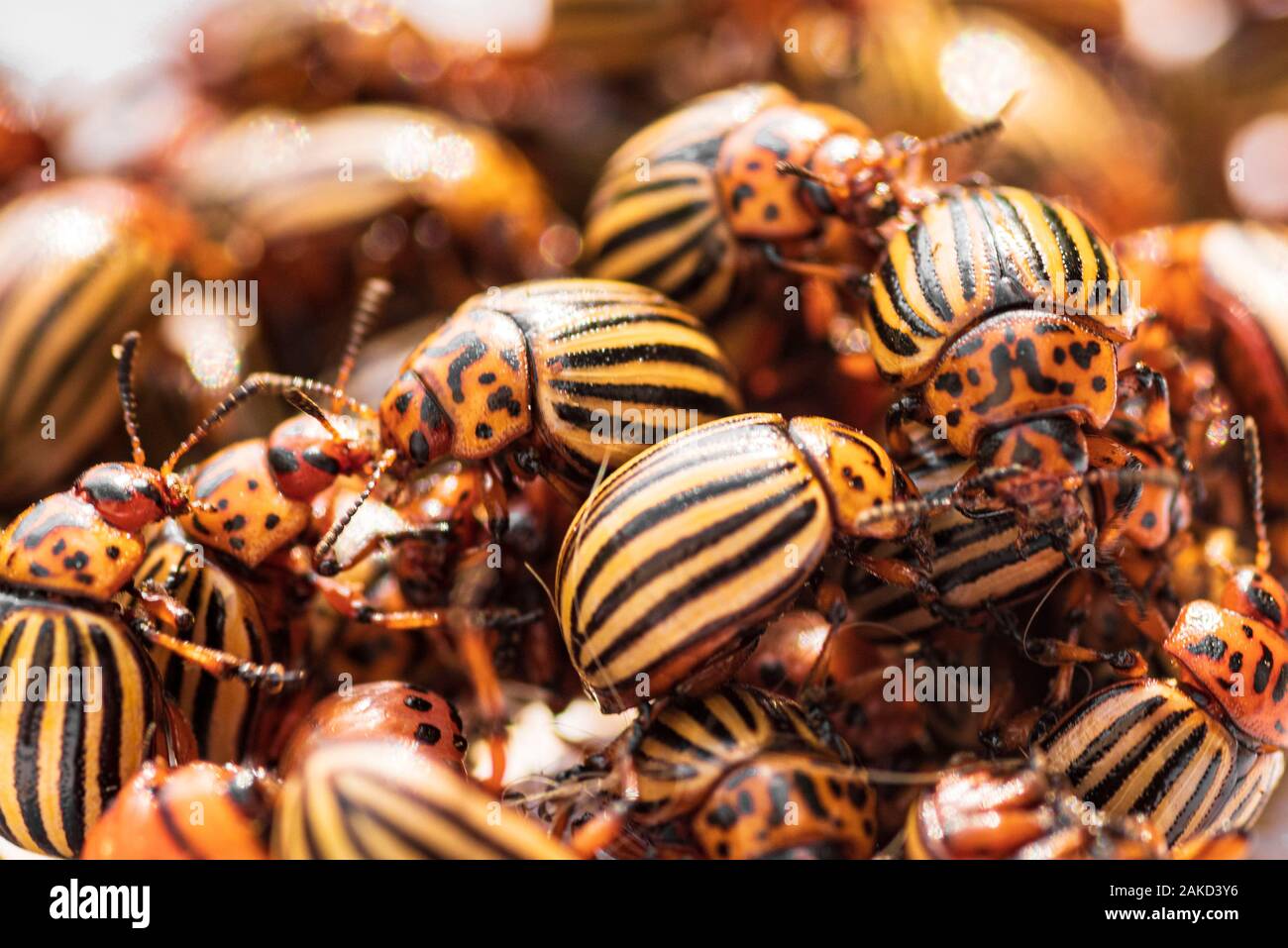 Viele Kartoffelkäfer. Kartoffel Bugs auf Laub der Kartoffel in der Natur, natürliche Hintergrund, Ansicht schließen. Coloradokäfer isst eine Kartoffel junge Blätter. Stockfoto