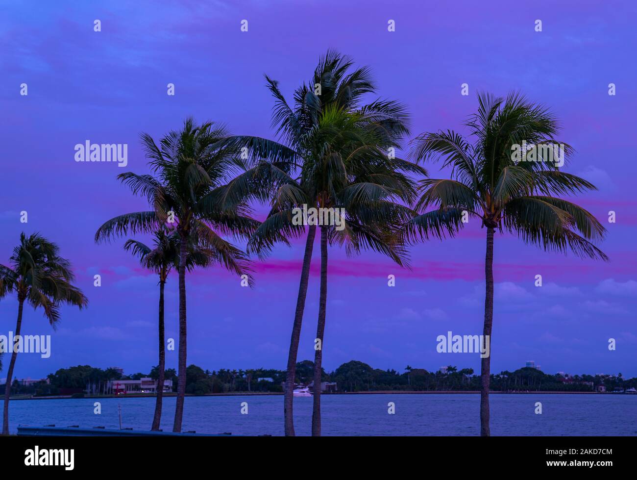 Miami Palmen bei Sonnenuntergang Stockfoto