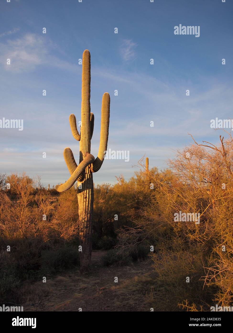 Blick auf den Sonnenuntergang über dem Superstition Mountain in der Nähe von Apache Junction, Arizona und dem Tonto National Forest. Stockfoto