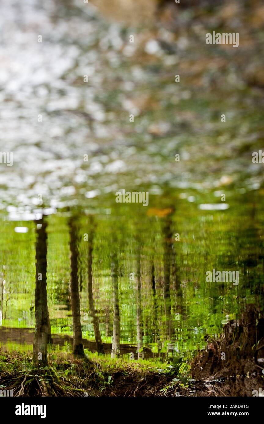 Einen kristallklaren Fluss Wasser vorbei an einem Wald leuchtet im Sommer Licht Stockfoto