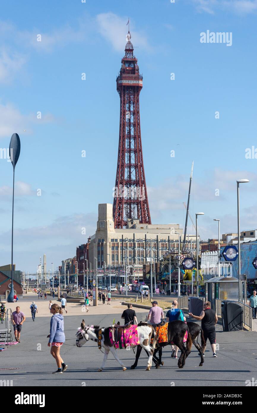 Esel Kreuzung Strandpromenade mit der Blackpool Tower, Blackpool, Lancashire, England, Vereinigtes Königreich Stockfoto