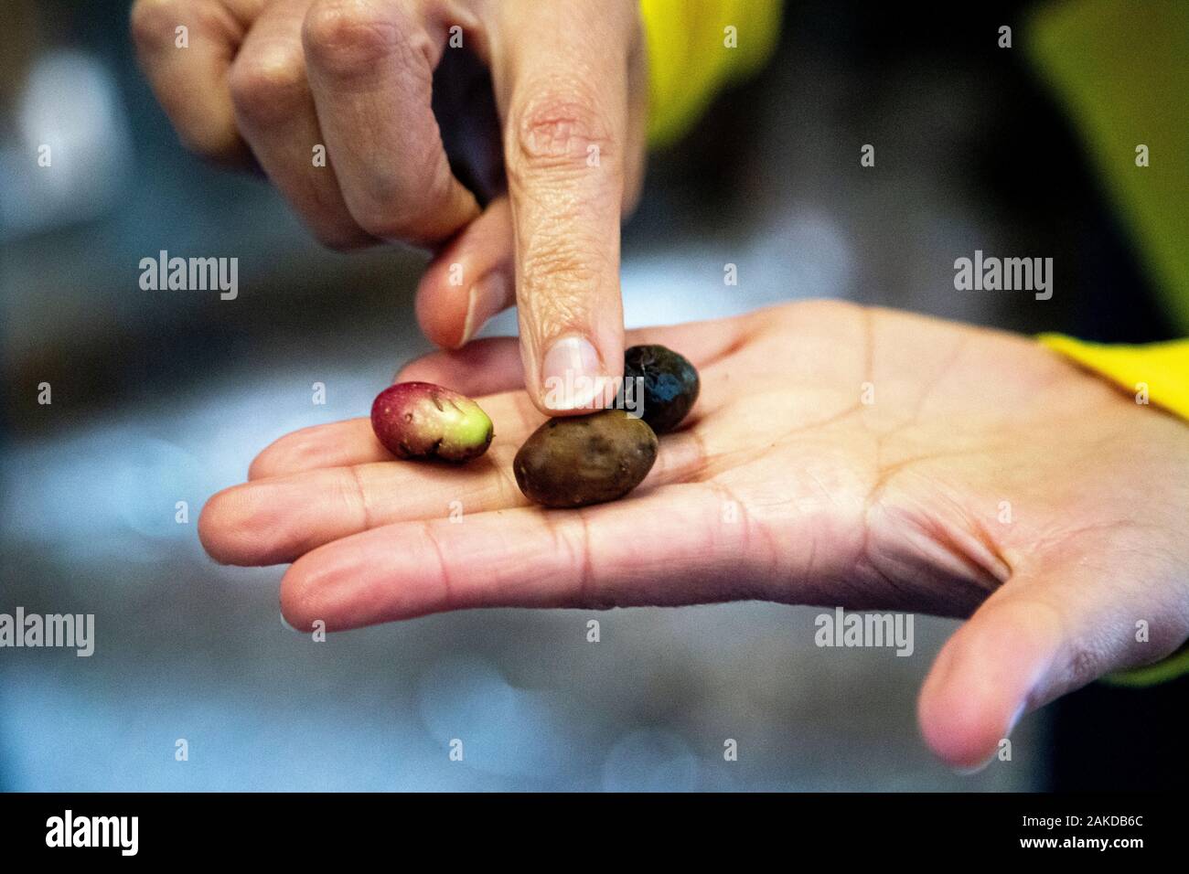 Art der Olive bereit für Olivenöl kann Det Ölmühle in Soller, Mallorca, Spanien drücken Stockfoto