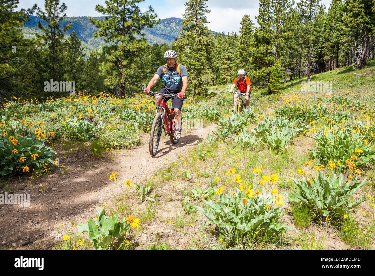 Zwei Männer mittleren Alters, Riding Mountain bikes auf Buck Berg außerhalb von Winthrop, Washington, USA. Stockfoto