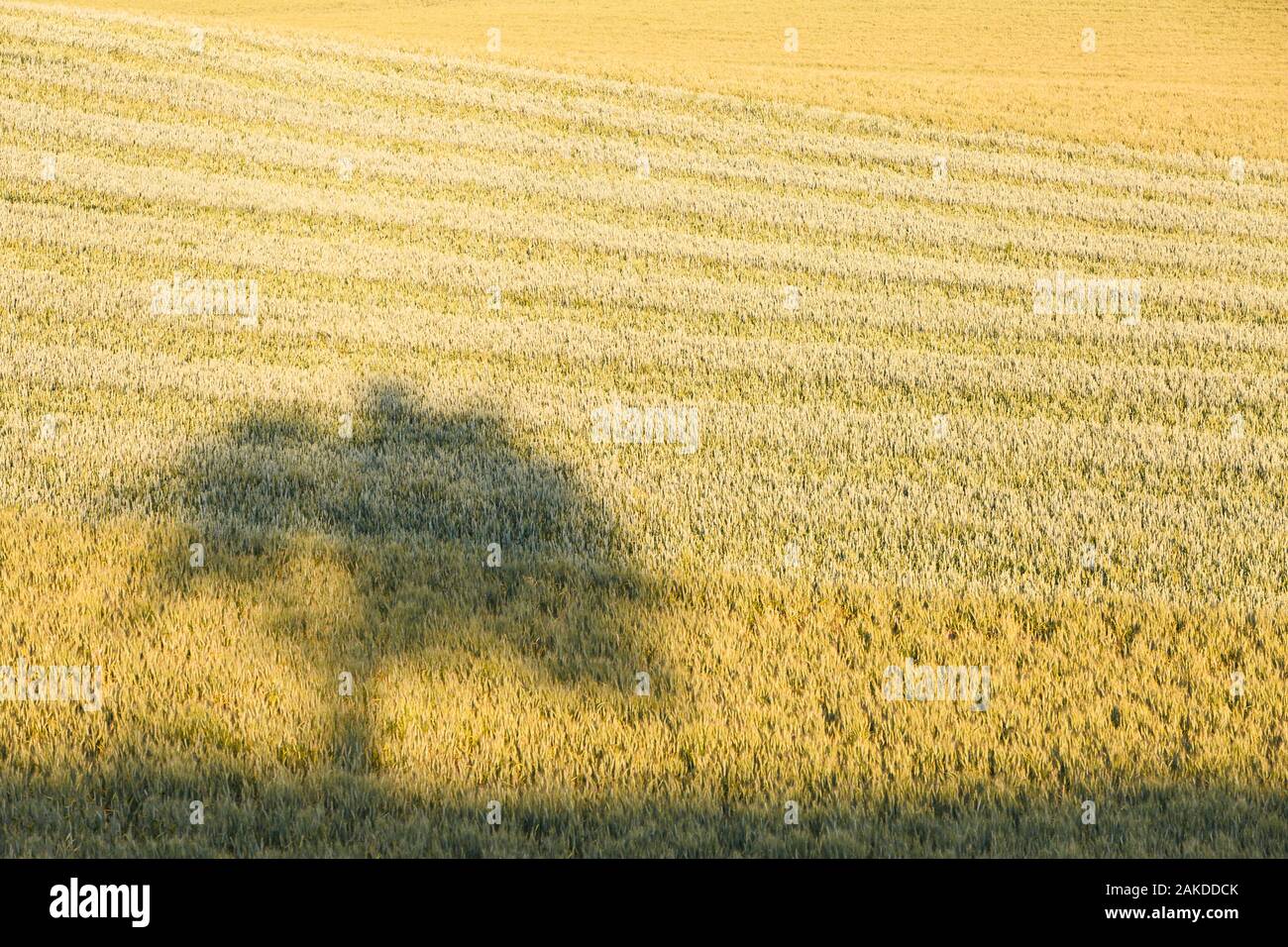Schatten von einem Baum in einem Weizenfeld, Turiec Region im Norden der Slowakei. Stockfoto