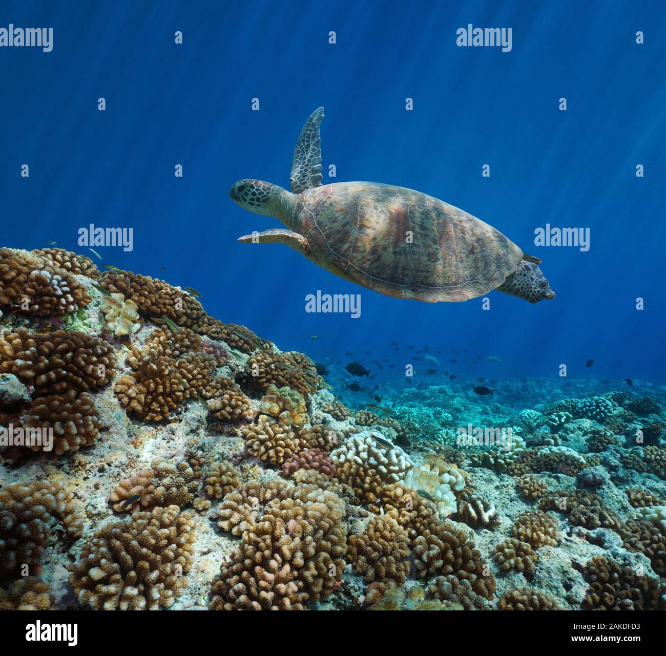 Coral Reef mit einem grünen Meer Schildkröte unter Wasser in den Pazifischen Ozean, Französisch Polynesien, Ozeanien Stockfoto