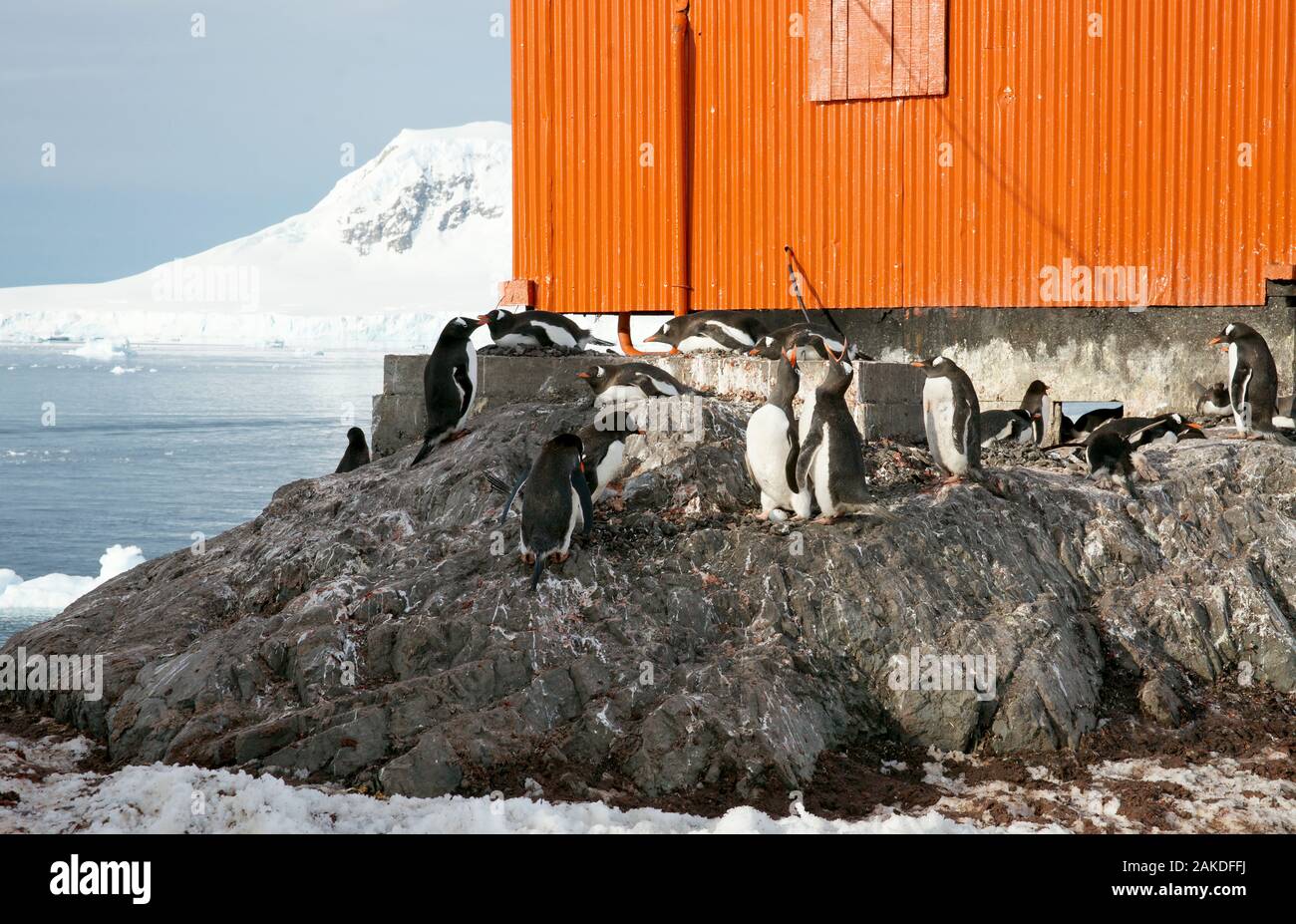 Eselspinguine (Pygoscelis papua) im Schutz eines Gebäudes gesammelt. In der Nähe von das Zentrum ein Paar mit ein Ei mit einem entsprechenden Anruf. Estación Cien Stockfoto