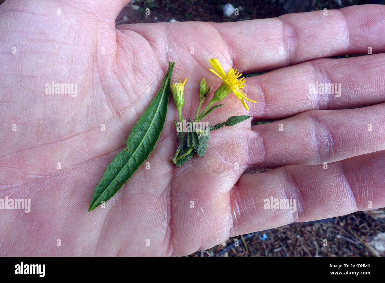 Breitblättrige Klebalant (Dittrichia viscosa subsp Angustifoli) - Blatt und Blüte auf der Handfläche, Bafra, Türkische Republik Nordzypern Stockfoto