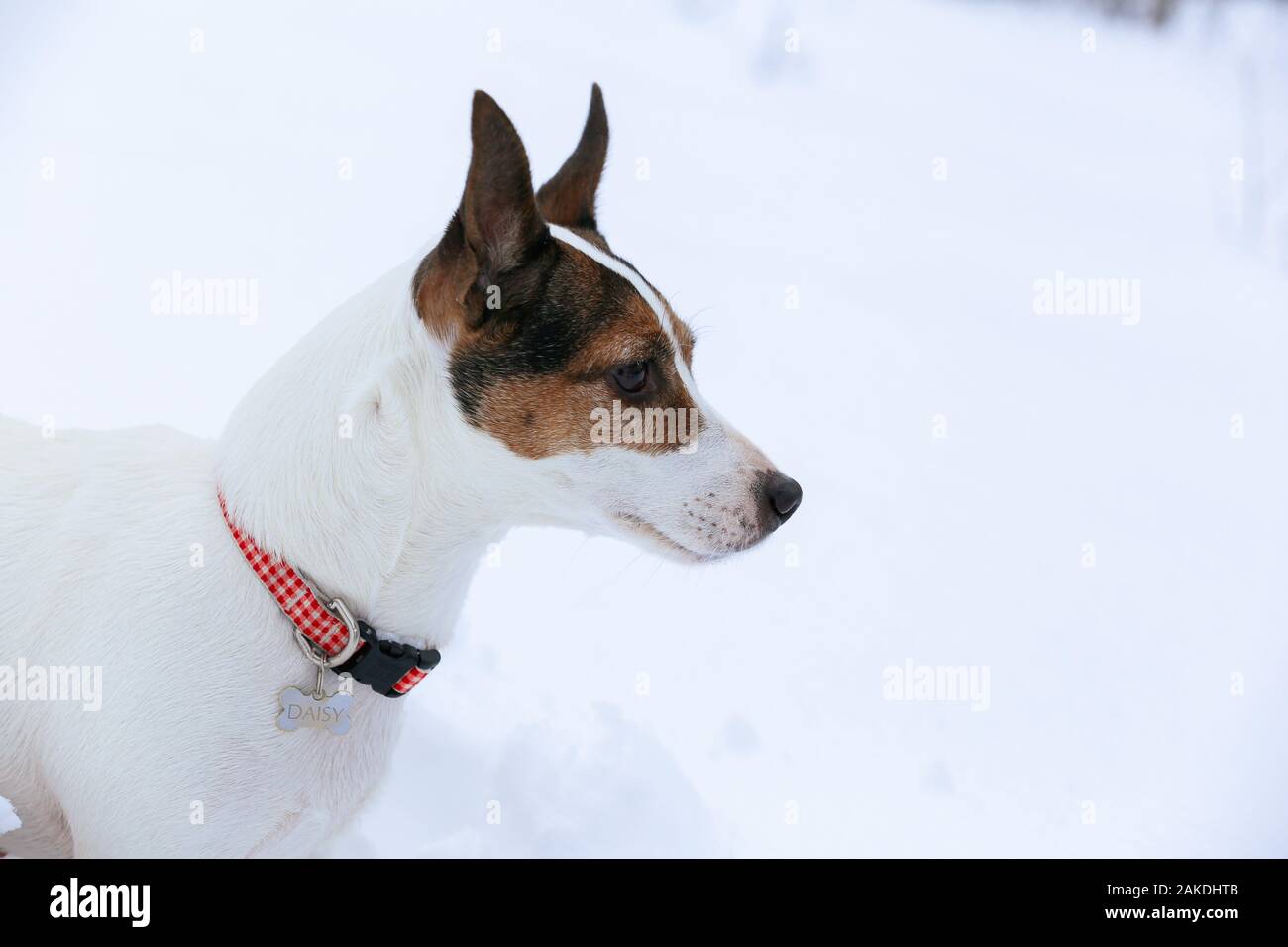 Seite Porträt eines Jack Russell Terrier Hund draußen im Schnee Stockfoto