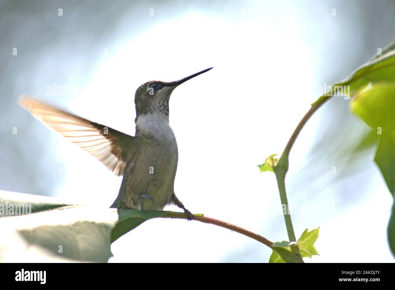 Ruby-throated Kolibris landen auf einem Ast. Stockfoto