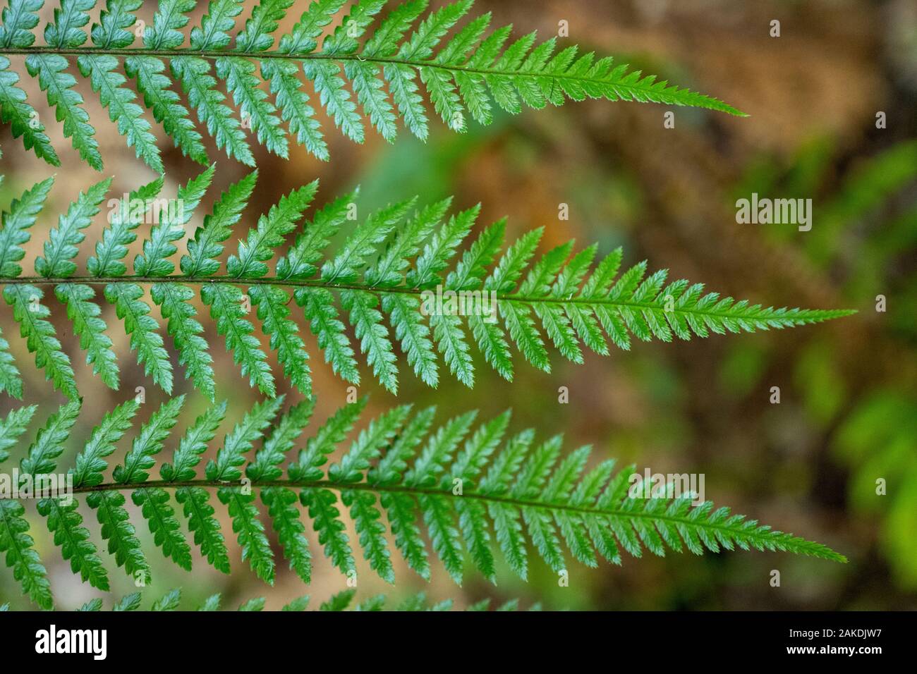 Silberfarn oder Silberbaumfarn (Alsophila dealbata) in Nordinsel, Neuseeland, Aotearoa Stockfoto