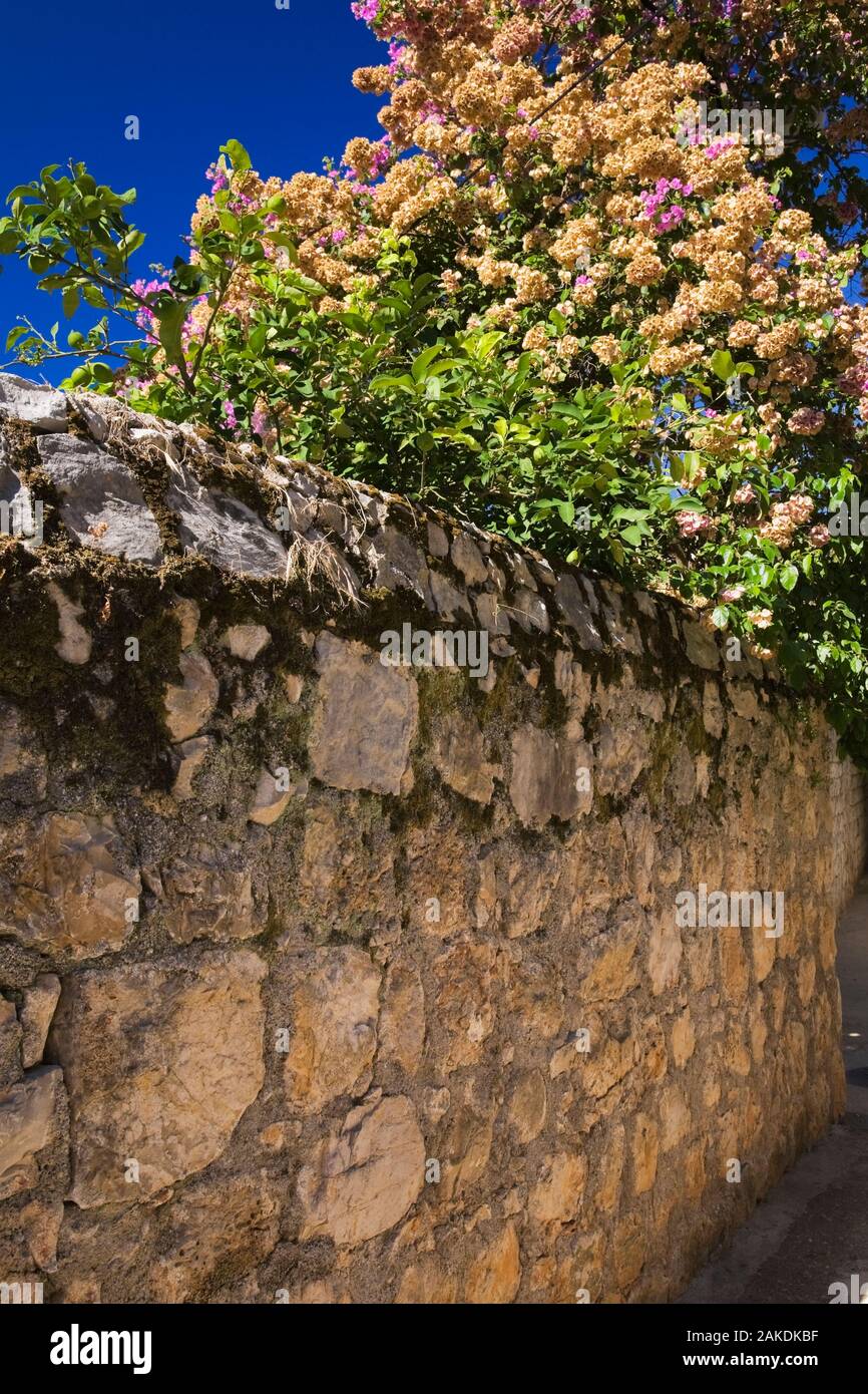 Citrus aurantifolia - Linde und rosa blühenden Bougainvillea - Bougainville Blumen über die Oberseite der alten Steinmauer im Spätsommer aufhängen. Stockfoto