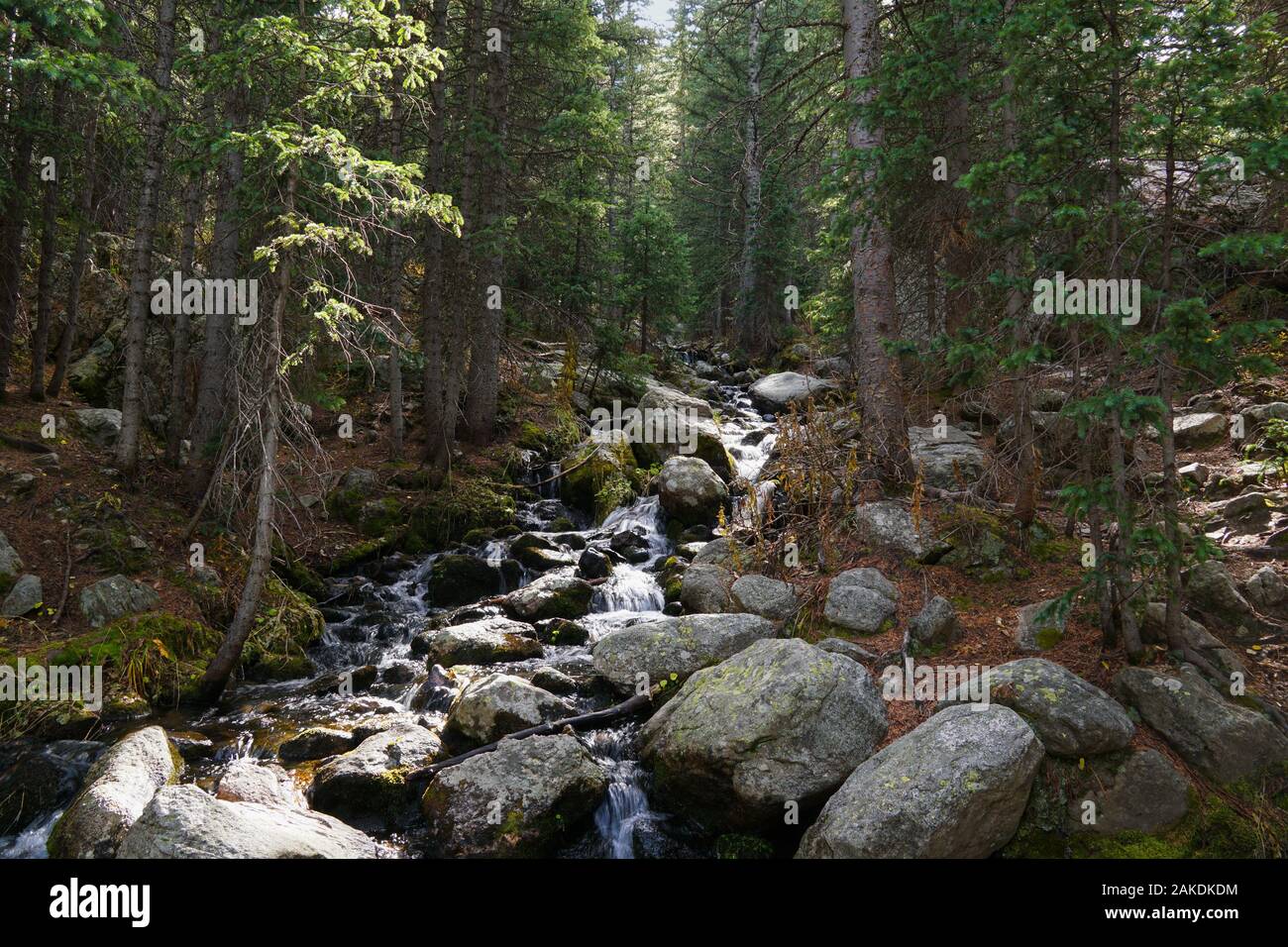 Ein schöner Gebirgsbach überspringt die Felsen durch einen dichten Wald. Stockfoto