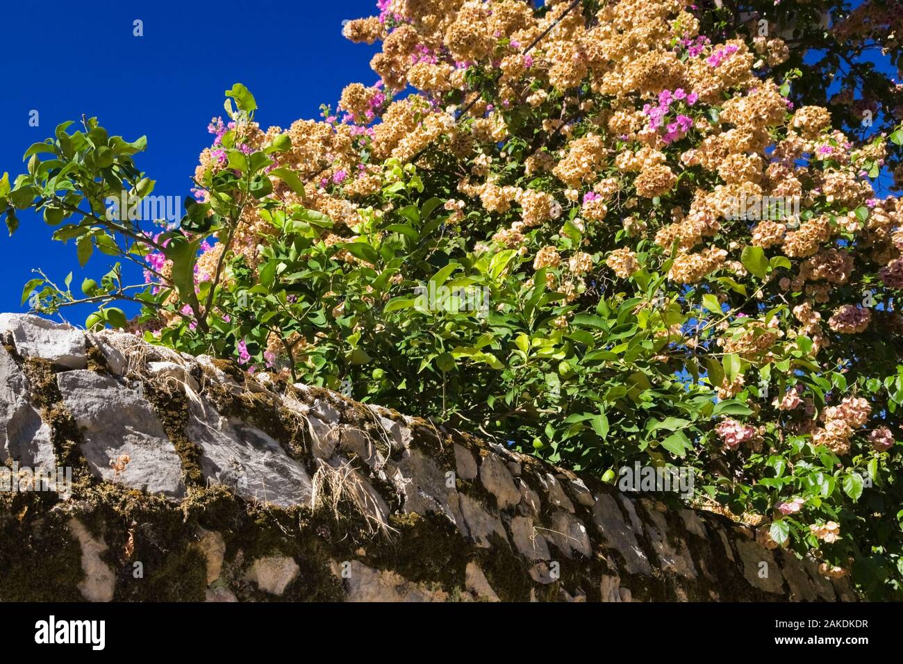 Citrus aurantifolia - Linde und rosa blühenden Bougainvillea - Bougainville Blumen über die Oberseite der alten Steinmauer im Spätsommer aufhängen. Stockfoto