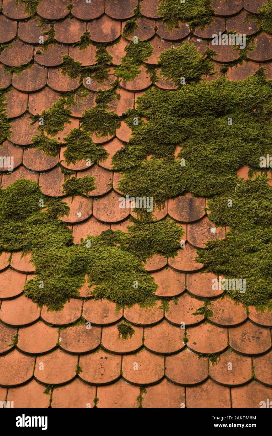 Bryophyta - Moos wachsen auf Terrakotta Dachziegel. Stockfoto