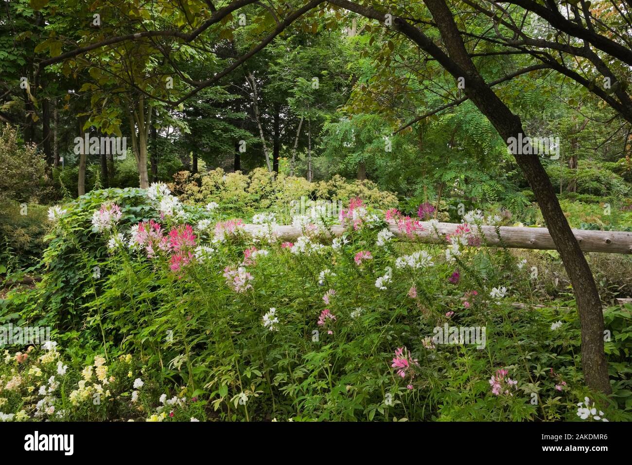 Weiß und rosa Cleome-Spider Blumen wachsen gegen einen rustikalen hölzernen Zaun in einem Garten Grenze im Sommer, Centre de la Nature, Laval, Quebec, Kanada. Stockfoto