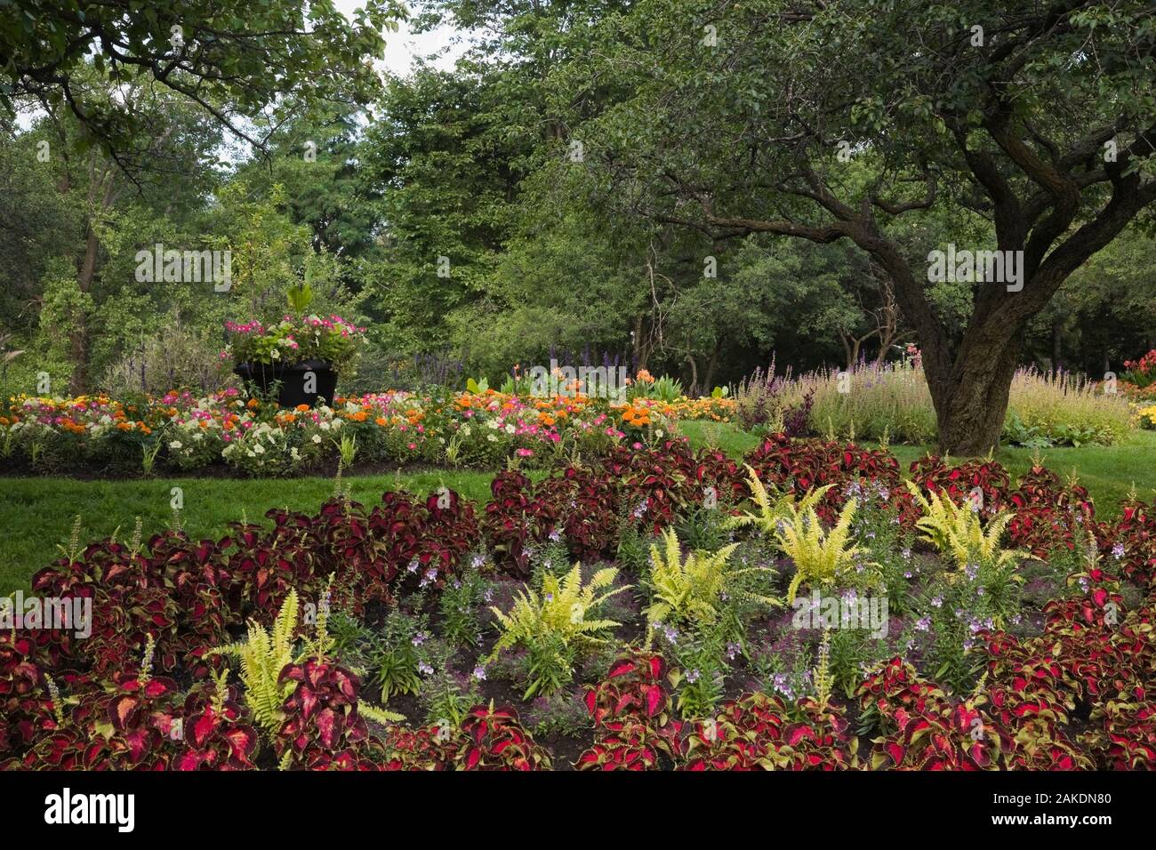 Vordergrund Grenze gepflanzt mit roten Solenostemon - Coleus, Matteucia-Farn Pflanzen, Pflanzmaschine im Hintergrund Grenze mit lila, weiss Petunien, Canna. Stockfoto
