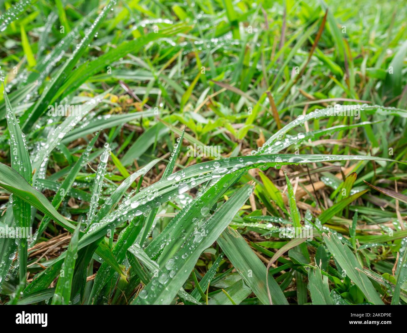 Grüne Gras mit Tautropfen Stockfoto