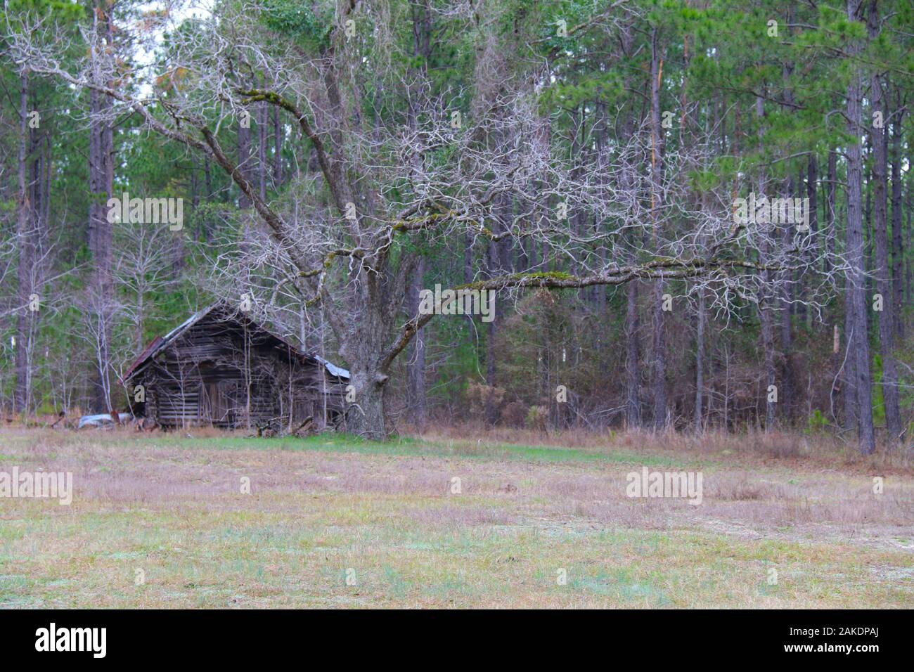 Verlassene Sumpf altes Gebäude heruntergekommen Schuppen outhouse Wald Stockfoto