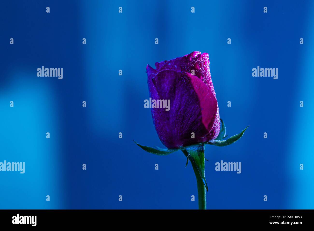 Nahaufnahme makro Shooting für frische Rose Blume auf abstrakte verschwommenen Hintergrund in leuchtenden Blautönen Stockfoto
