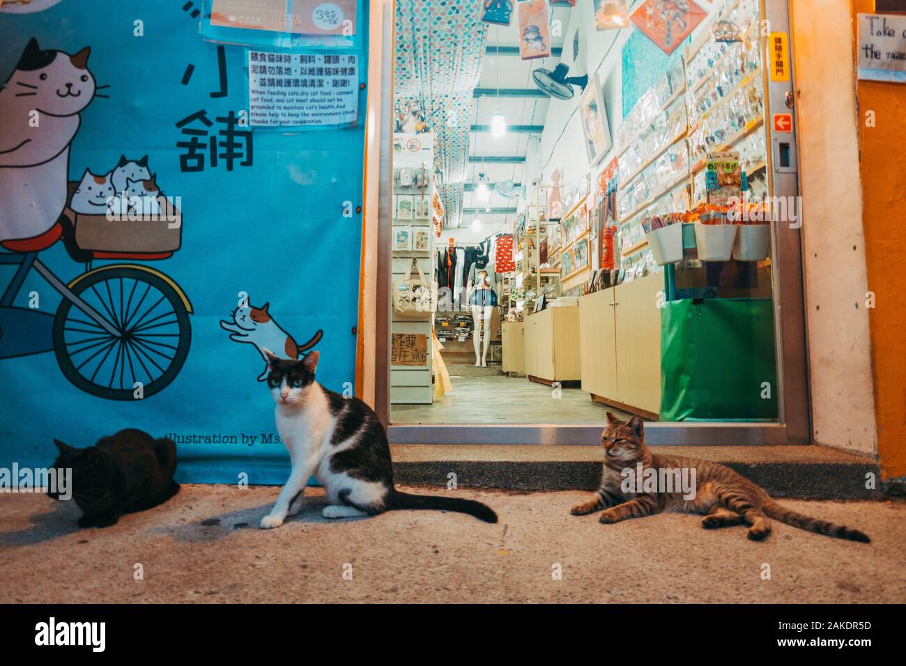Katzen sitzen vor einem Geschäft im Houtong Cat Village, einem kleinen Dorf mit einer Fülle von Katzen auf der Zuglinie im Ruifang District, Taiwan Stockfoto