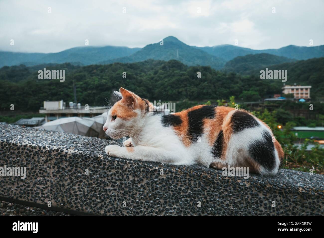 Eine Katze auf einem Felsvorsprung im Houtong Cat Village, einem kleinen Dorf mit einer Fülle von Katzen auf der Zuglinie im Ruifang District, Taiwan Stockfoto