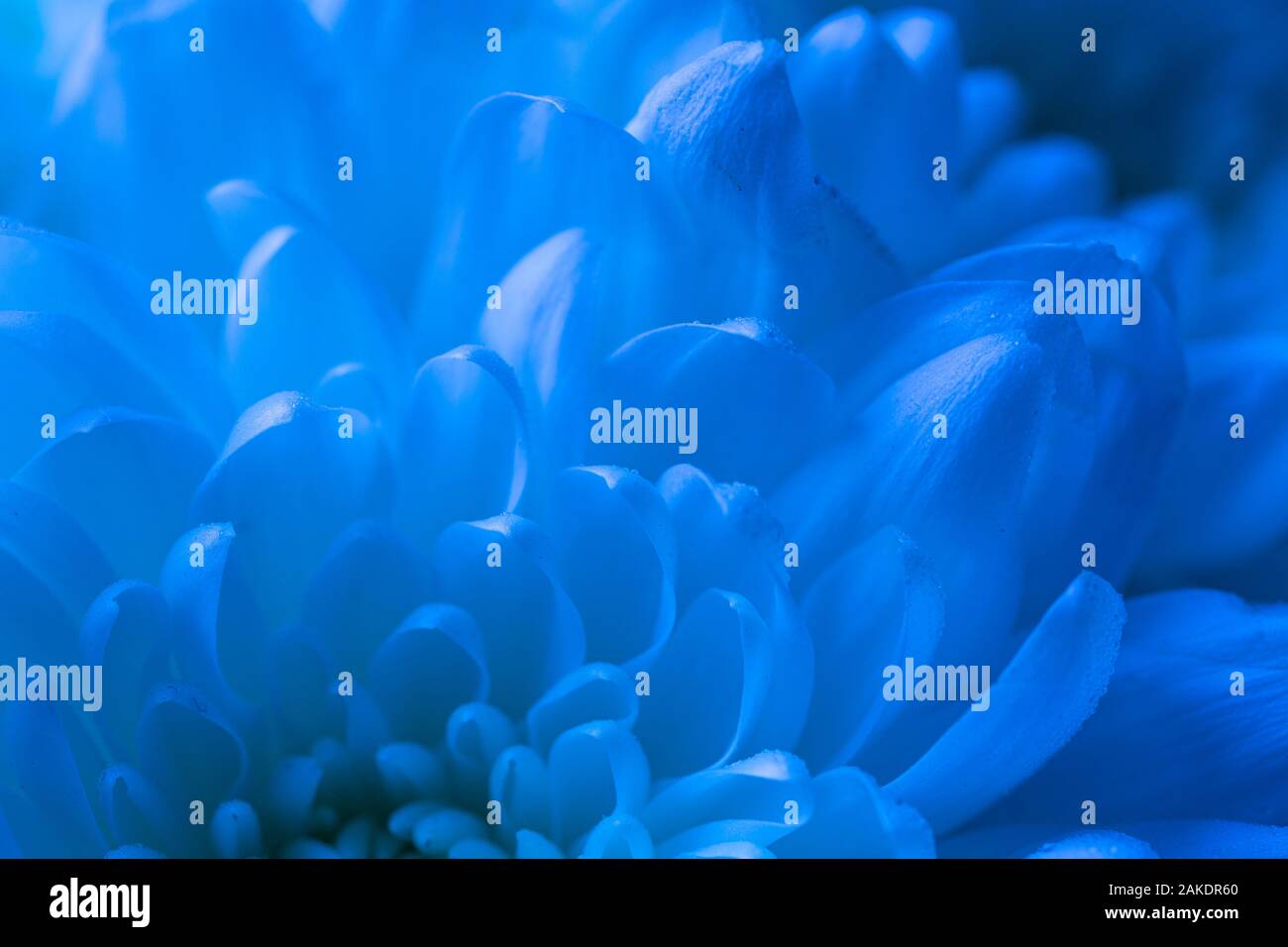 Makro Schießen der Blütenblätter in Cyan-blau Töne Stockfoto