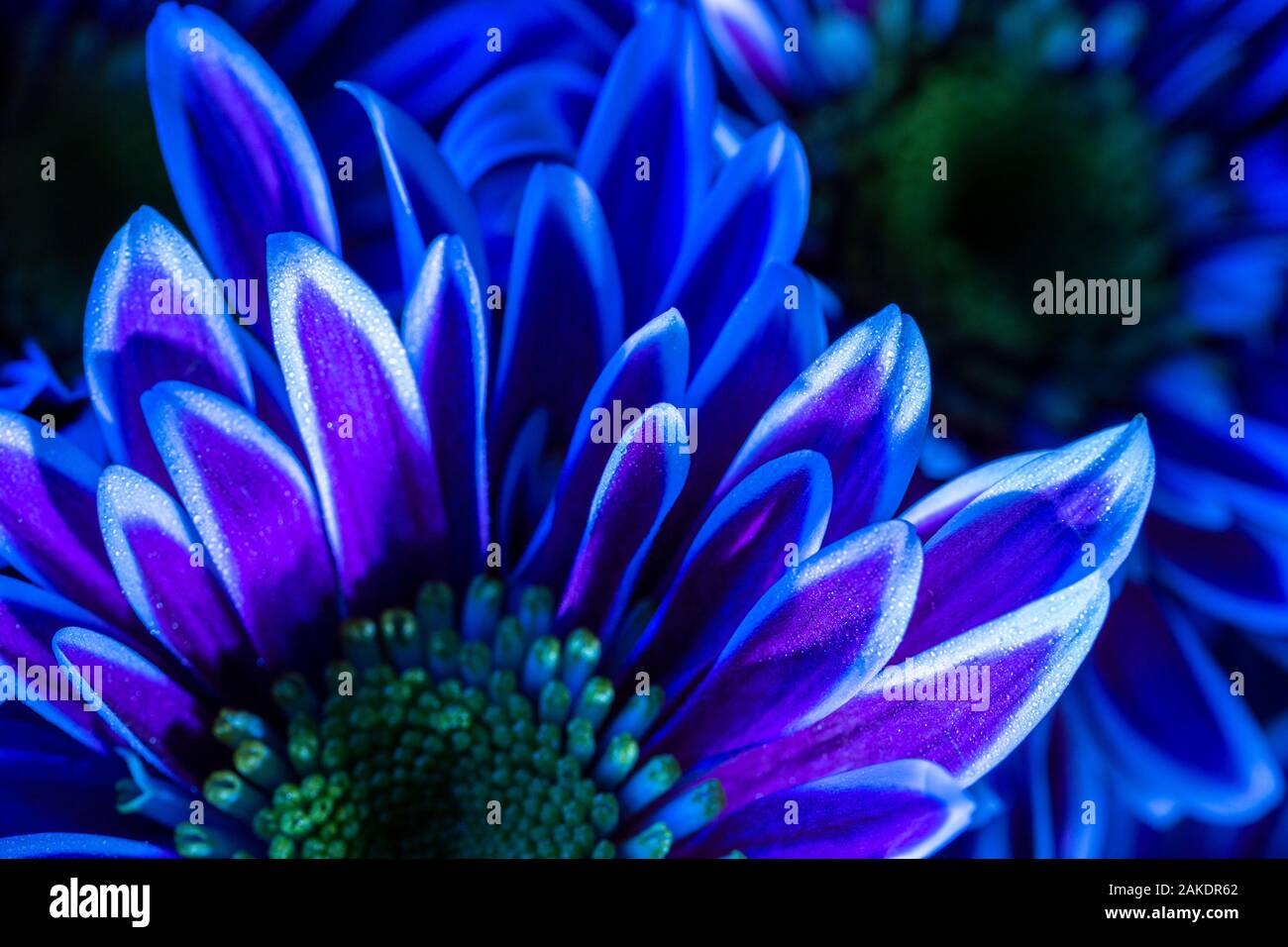 Nahaufnahme Makro Aufnahmen von Blüten in Blau magenta Töne Stockfoto
