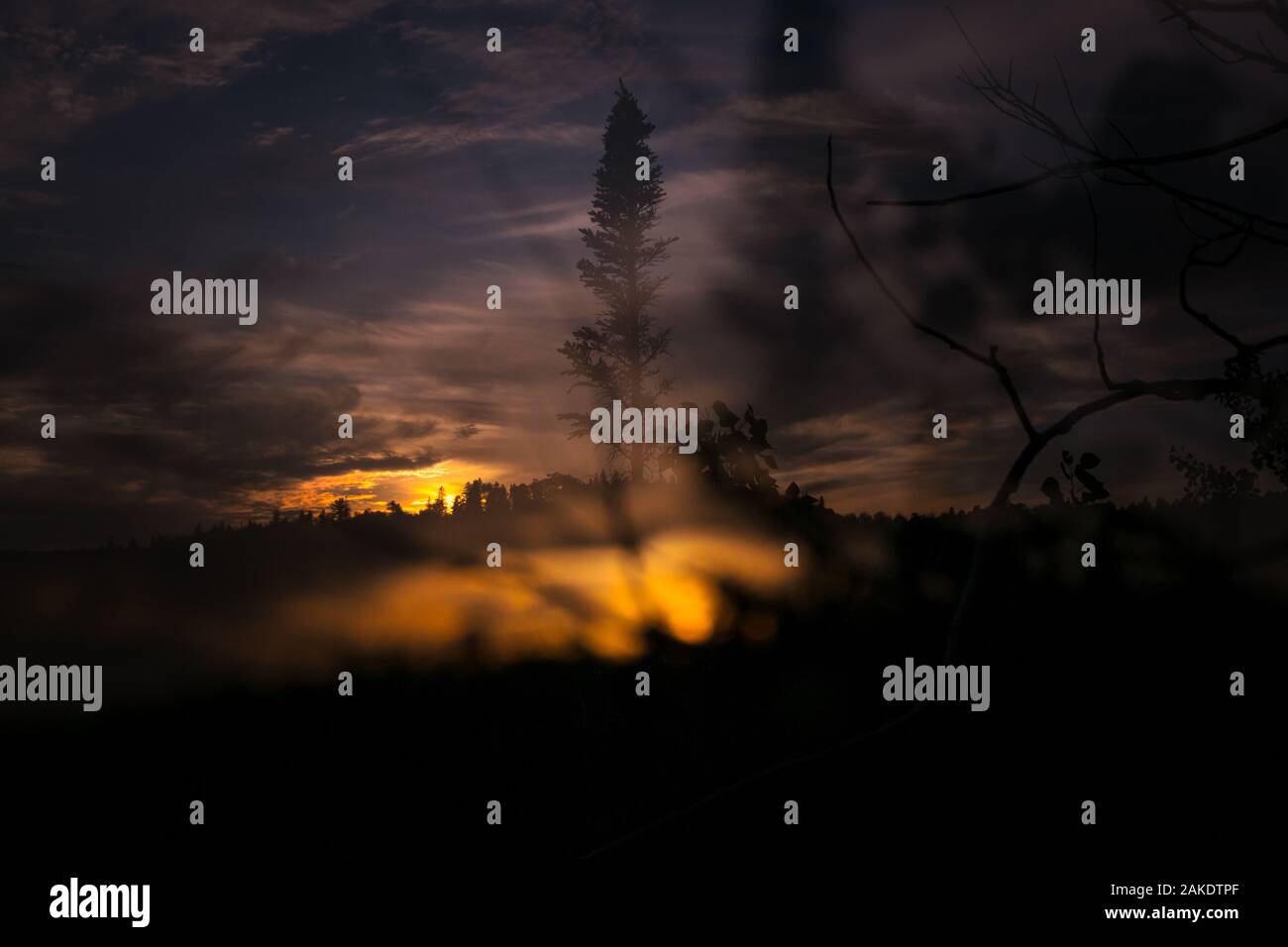 Einone Kiefer, Abendhimmel in der Dämmerung, doppelte Belichtung, Wald, Wälder Stockfoto