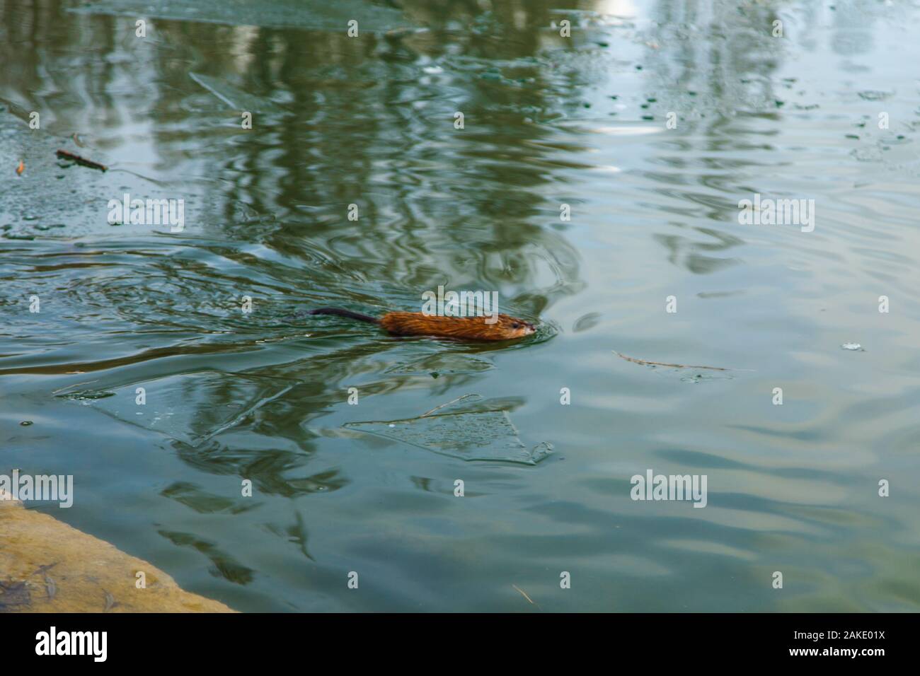 Ein otter Schwimmen in einem Winter Teich. Das Tier im grünen Wasser. Stockfoto