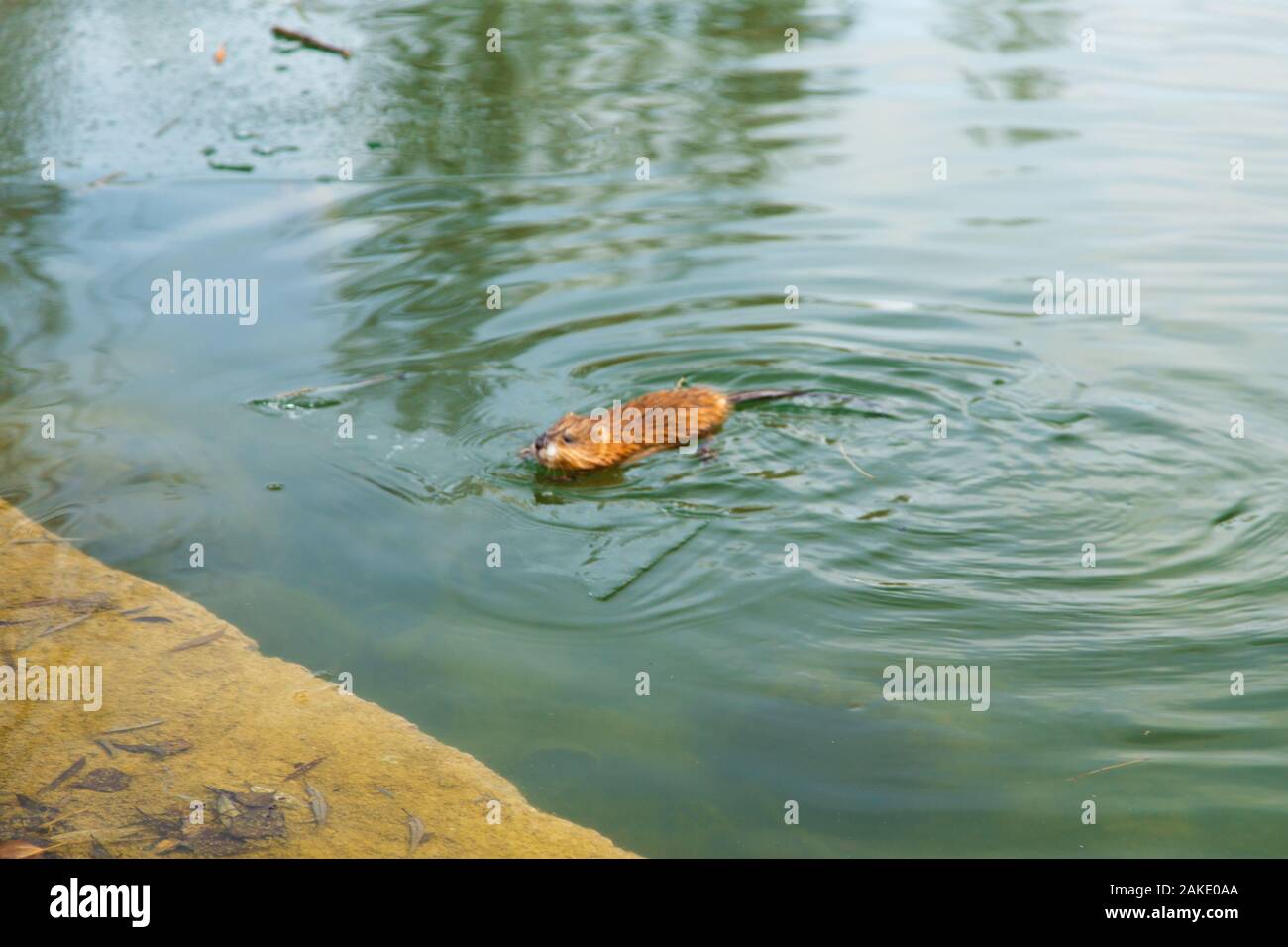 Nahaufnahme porträt eines seeotter Fotos und Bildmaterial in hoher