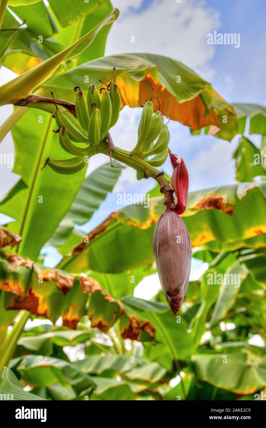 Banane Blume und Haufen von jungen unreifen Bananen Früchte am Baum. Stockfoto