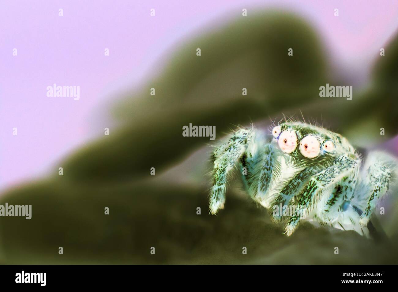 Extreme Vergrößerung-Jumping Spider auf ein Blatt. invertiert Stockfoto