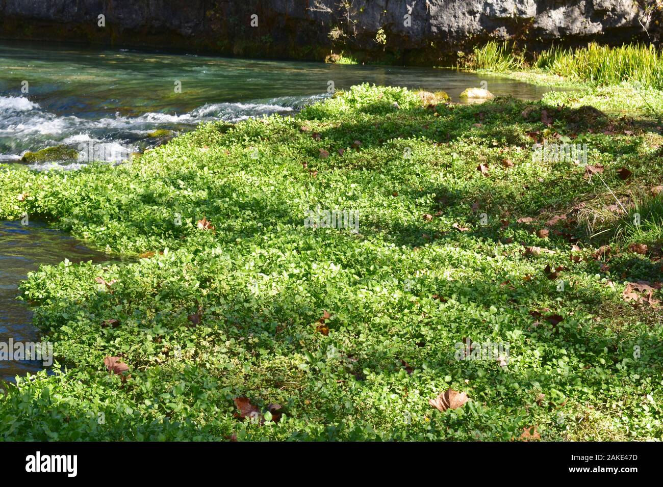 Brunnenkresse wächst in Welch Spring, am Current River, bei Jadwin Missouri, MO, USA. An der Quelle befindet sich ein altes Krankenhaus oder ein Wellnesscenter. Stockfoto